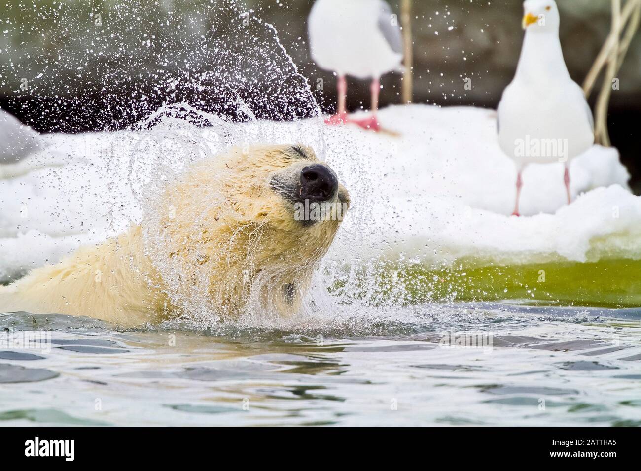 Orso polare, Ursus maritimus, giovane maschio, immersioni per raggiungere e nutrirsi su una carcassa di balena a Holmabukta sulla costa nord-occidentale di Spitsbergen nella Svalba Foto Stock