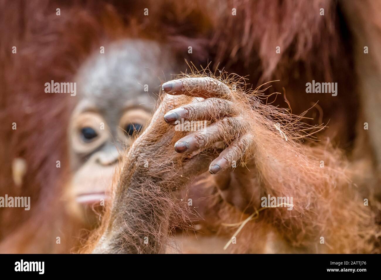 Madre e bambino Borneo orangutani, Pongo pygmaeus, Buluh Kecil fiume, Borneo, Indonesia Foto Stock