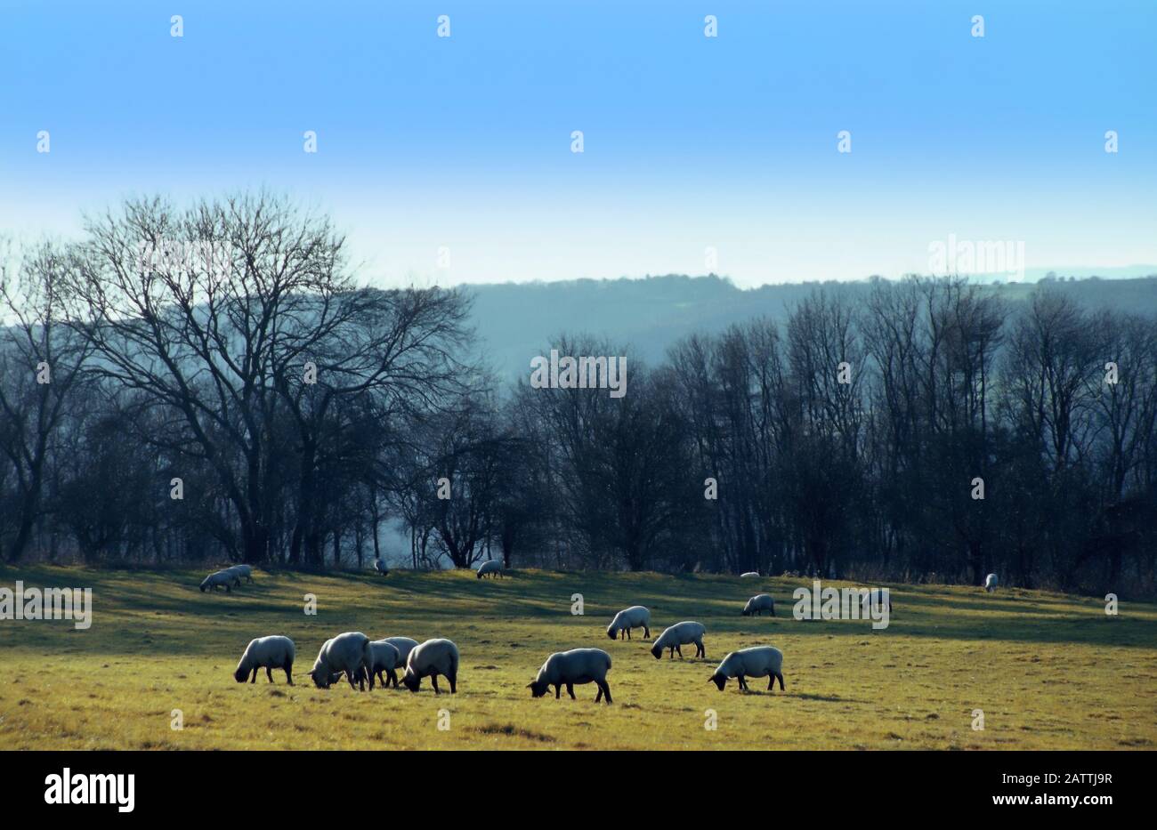 campo di pecore cotswolds gloucestershire inghilterra regno unito Foto Stock