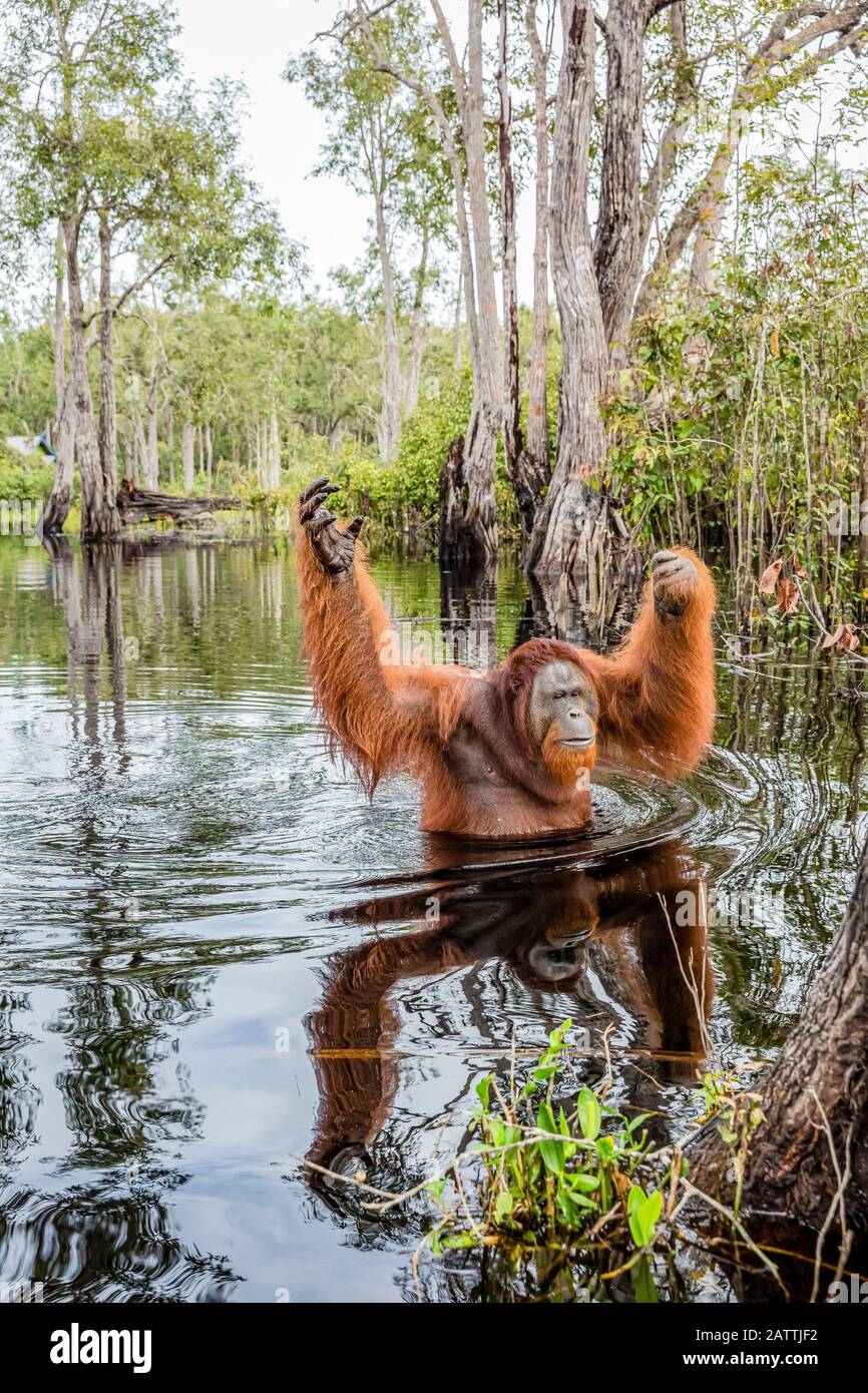Maschio selvatico Borneo orangutan, Pongo pygmaeus, sul fiume Buluh Kecil, Borneo, Indonesia Foto Stock