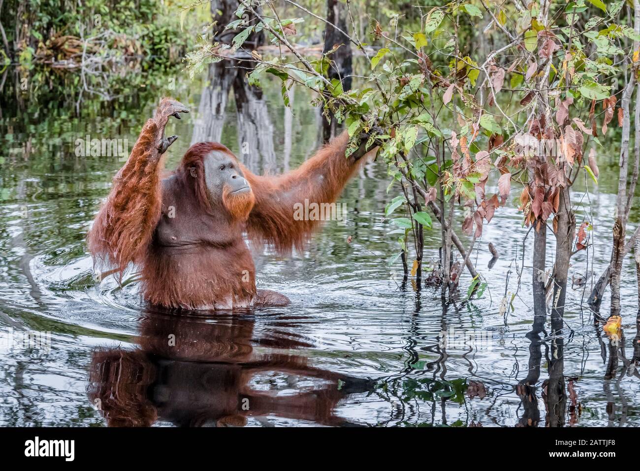 Maschio selvatico Borneo orangutan, Pongo pygmaeus, sul fiume Buluh Kecil, Borneo, Indonesia Foto Stock
