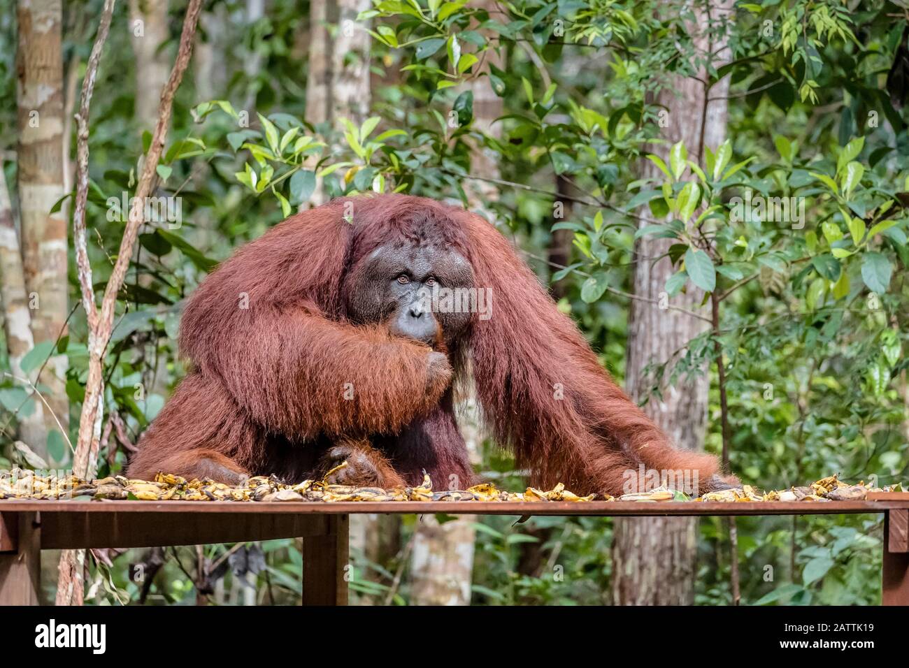 Maschio Borneo orangutan, Pongo pygmaeus, a Camp Leakey piattaforma di alimentazione, Borneo, Indonesia Foto Stock