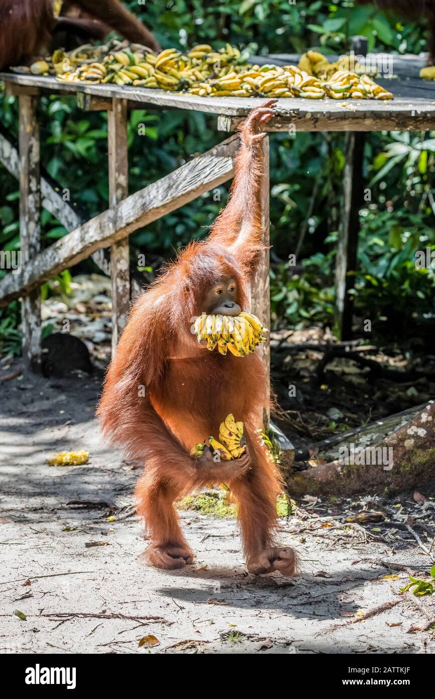 Borneo orangutan, Pongo pygmaeus, alla piattaforma di alimentazione Pondok Tanggui, Borneo, Indonesia Foto Stock