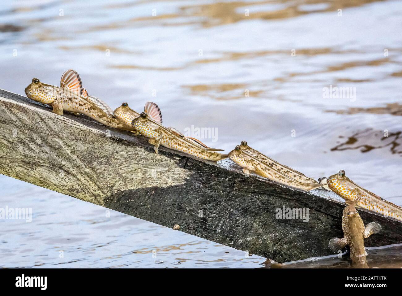 Mudskipper con macchie d'oro, Periophthalmus chrysospilos, adulto, arrampicata sul molo, come la marea sale, Bako National Park, Kuching Division, Sarawak, Borne Foto Stock