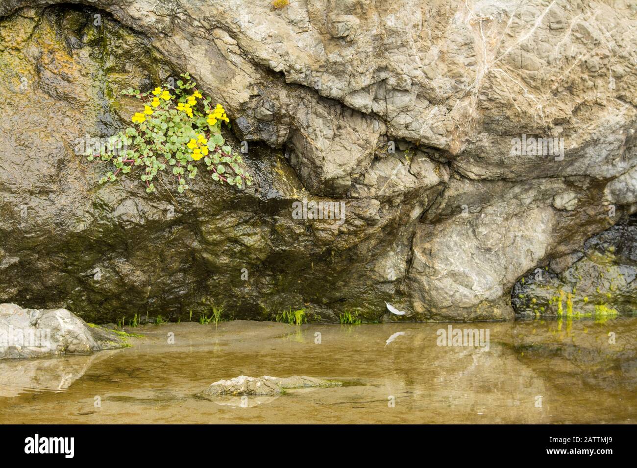 Parete di roccia con piscina d'acqua e vegetazione di fondo Foto Stock