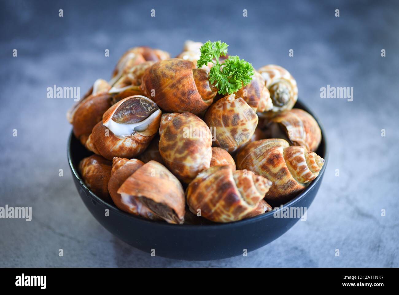 Babylonia areolata frutti di mare frutti di mare in ciotola pronti per mangiare o cucinati / Spotted babylon Sea shell limpet Foto Stock