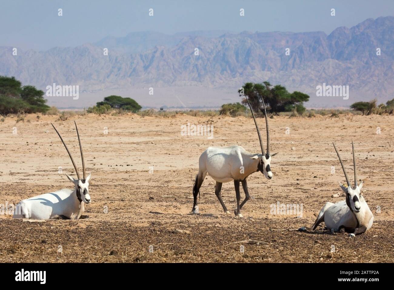 Oryxes arabi nel deserto a Yotvata Hai-Bar Nature Reserve centro di allevamento per il restauro della fauna selvatica che si è estinta in Israele Foto Stock