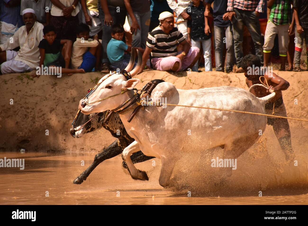 tori che corrono attraverso fango con aratro attaccato e tirando un coltivatore / schizzi di fango Foto Stock