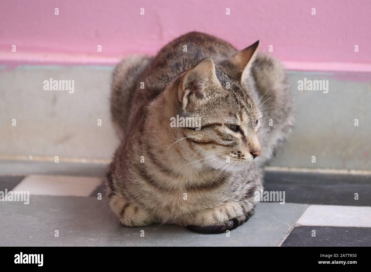 giornata intera di lavoro dopo il riposo di un gatto. Foto Stock