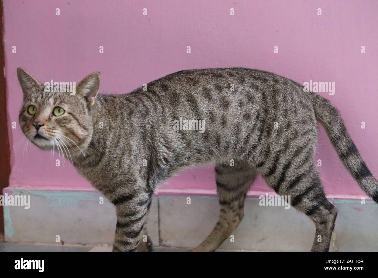 primo piano di re di gatto guarda come fattura Foto Stock