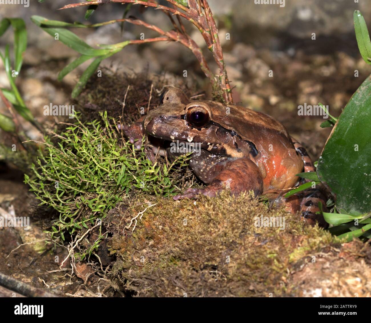 Rana giungla fumosa (Leptodactylus pentadactylus) al piano della foresta pluviale, Costa Rica Foto Stock