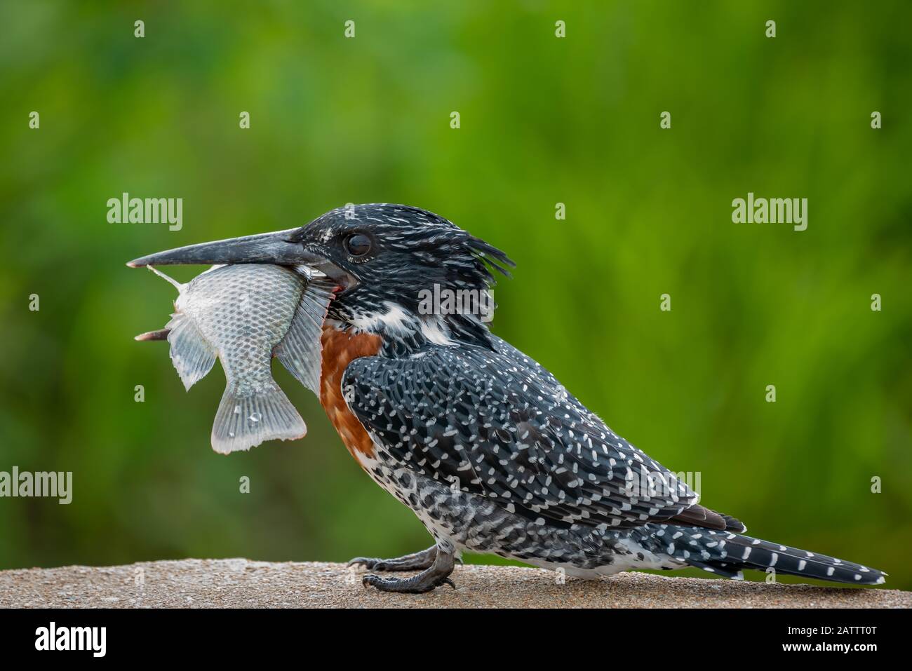Uccello v pesce - un Martin pescatore gigante - Megaceryle maximus - con un enorme tilapia rossastre - Coptodon rendalli - ha catturato nel fiume Sabie nel Kruger Foto Stock