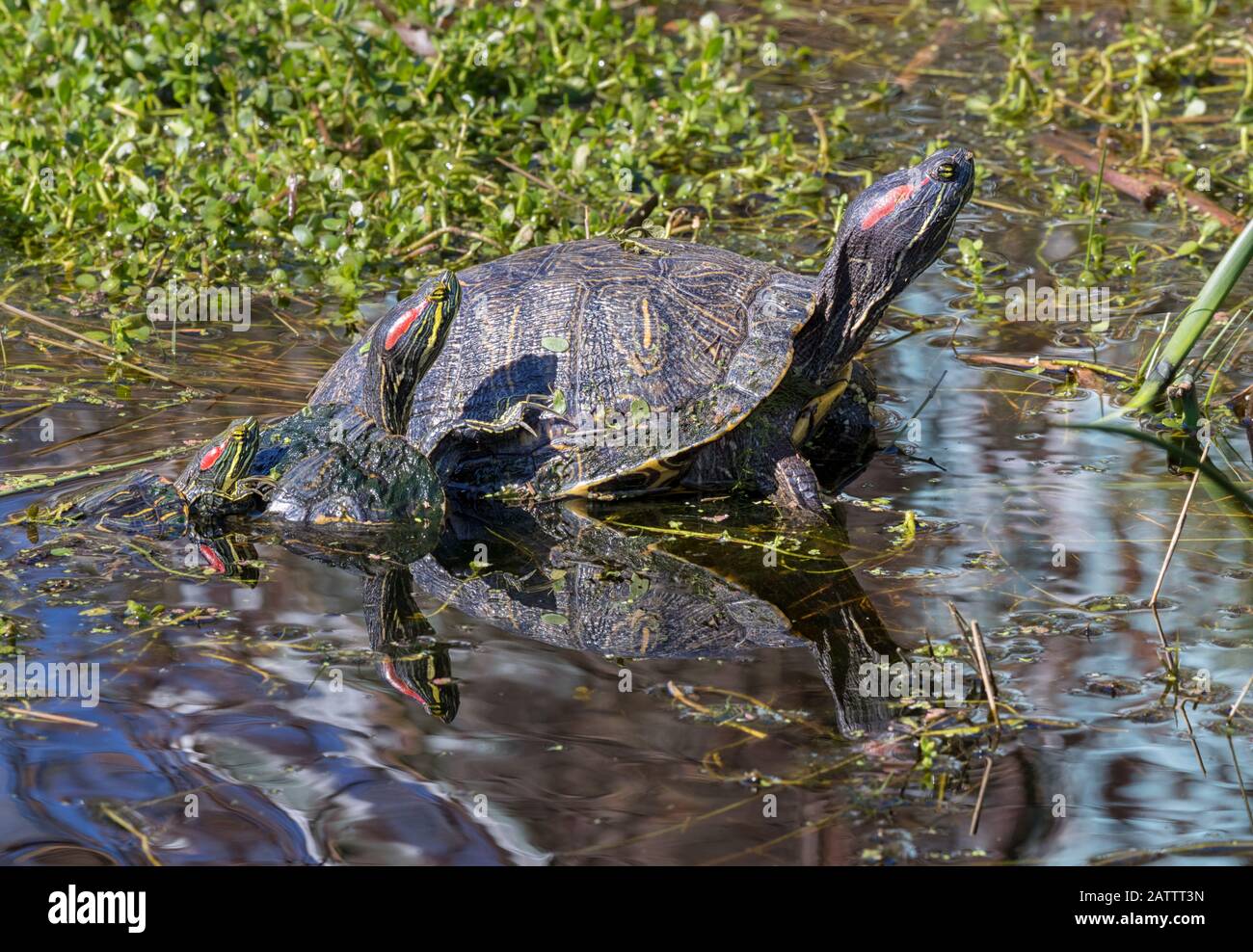 La pila di tre cursori rossi in uno stagno alla Cove Nature Society di Laffite, Galveston Foto Stock