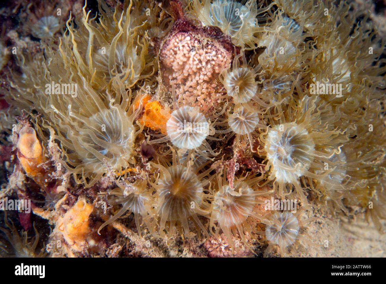 Aiptasia mutabilis Foto Stock