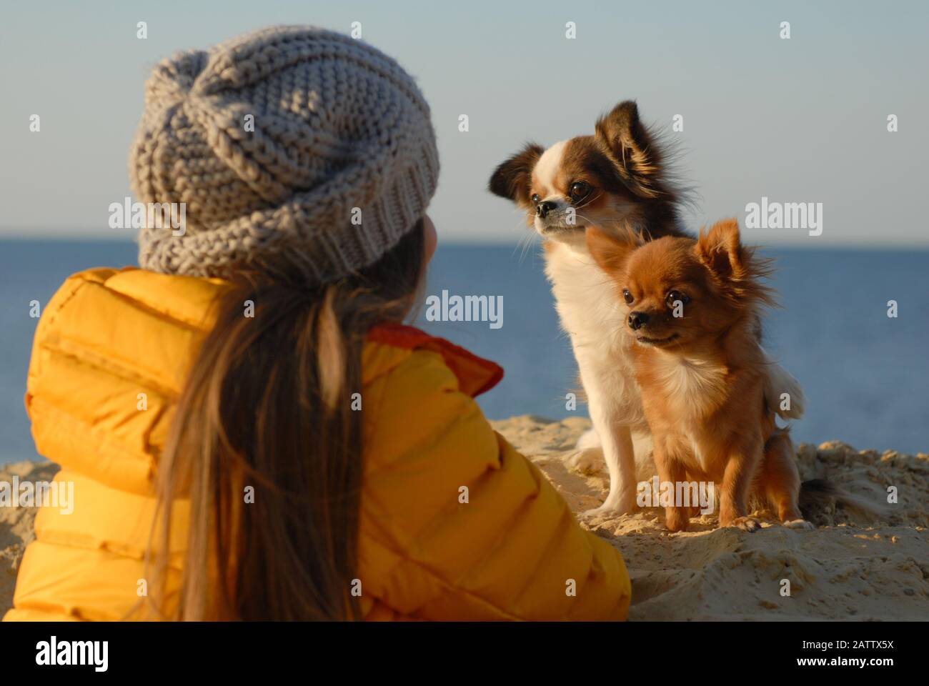 due cani divertenti chihuahua piccoli seduti sulla sabbia guardando la loro ragazza proprietario in cappello di lana e giacca gialla durante l'attività di svago di autunno Foto Stock