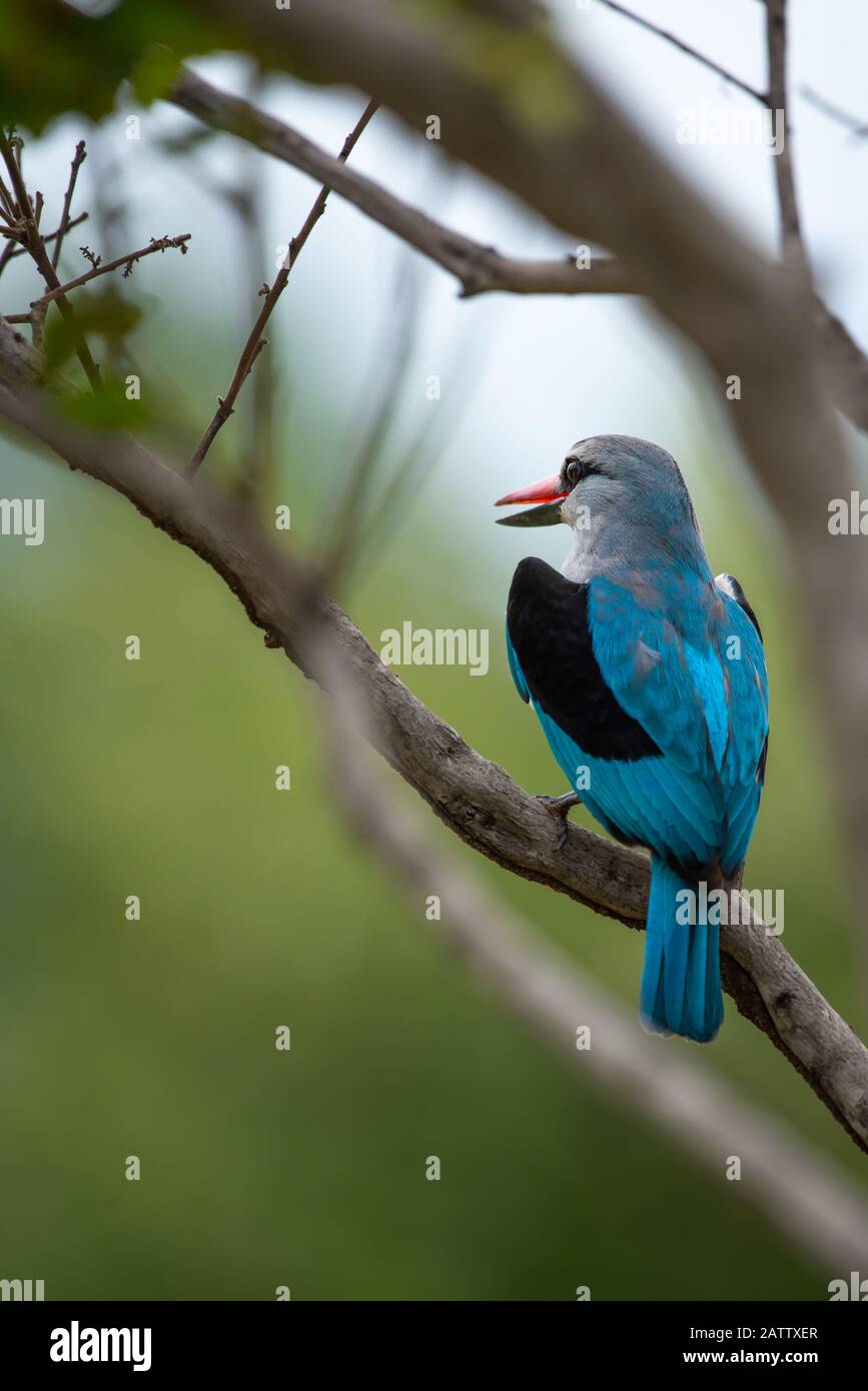 Un Martin pescatore boschivo - Halcyon senegalensis - si trova su un ramoscello nel Parco Nazionale Kruger in Sud Africa Foto Stock