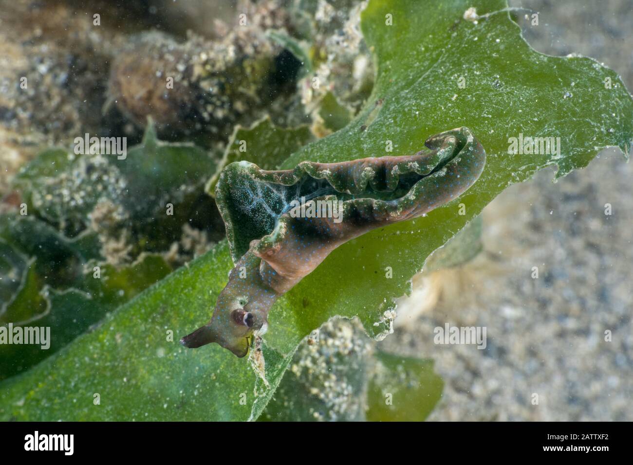 Elysia viridis Foto Stock