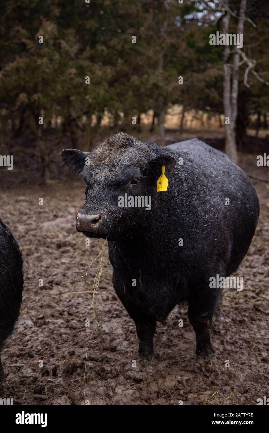 Un toro in miniatura Angus di 3 anni cammina nel fango con l'erba in bocca. Foto Stock