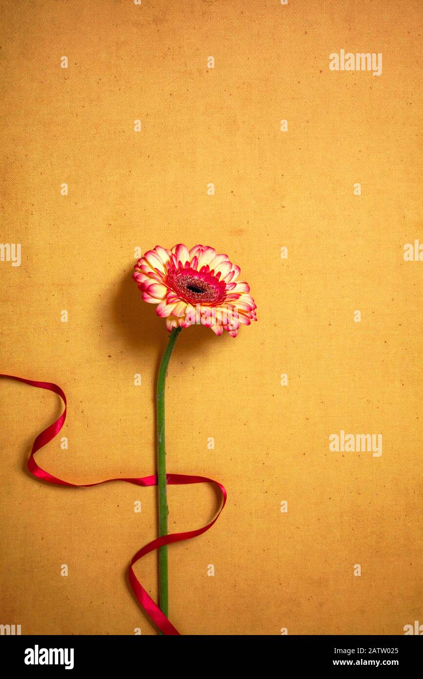 Stelo gerbera con nastro su Terreno oro Foto Stock
