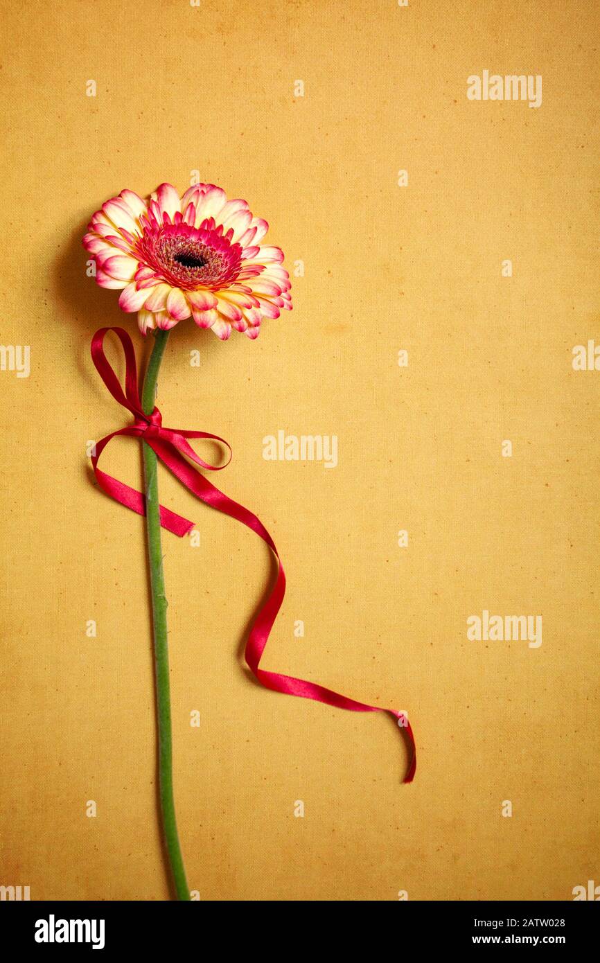 Stelo gerbera con nastro su Terreno oro Foto Stock
