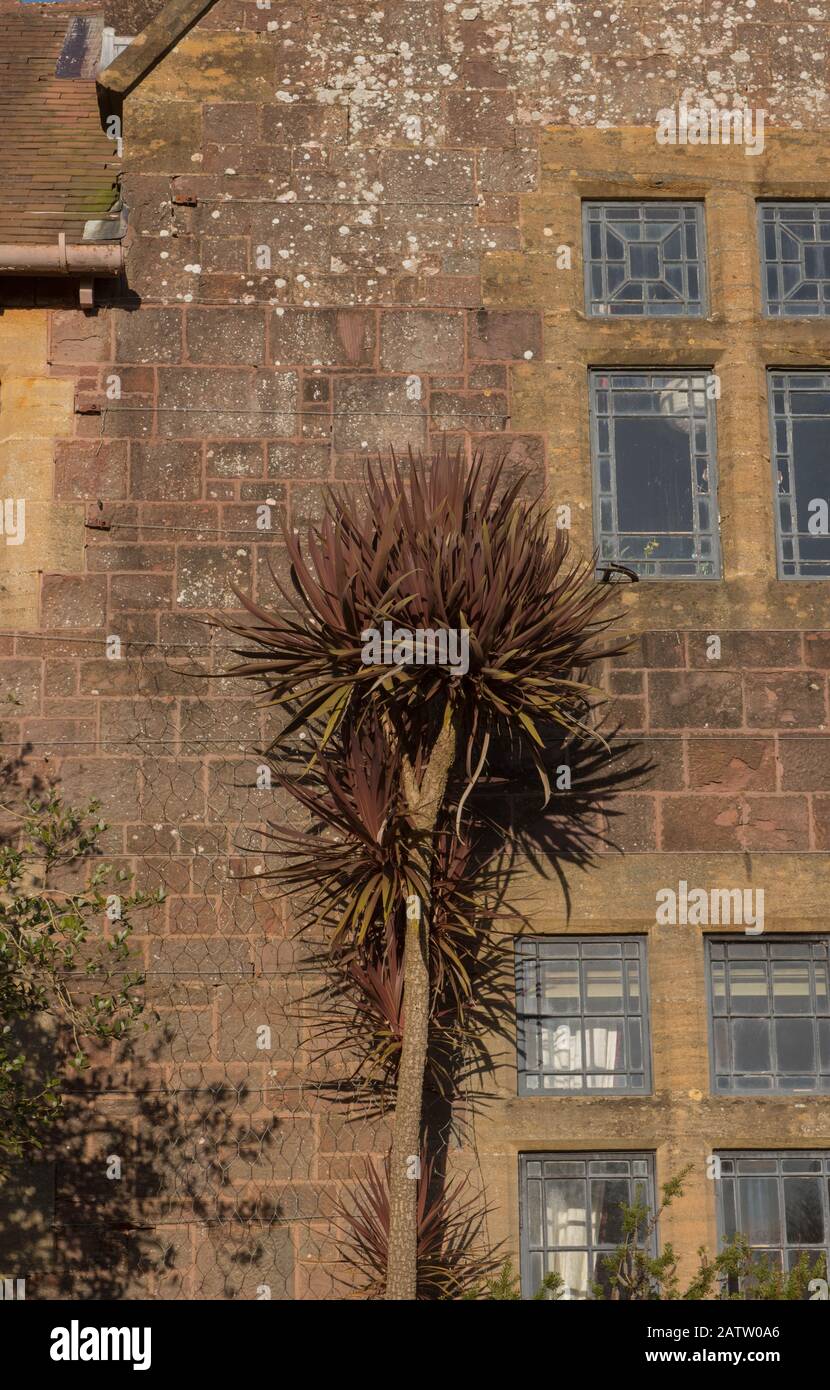 Viola Inverno Foliage di una New Zealand Cabbage Palm Tree (Cordyline australis 'Purpurea') In Crescita dal Muro di una Casa nel Devon rurale, Inghilterra, Regno Unito Foto Stock