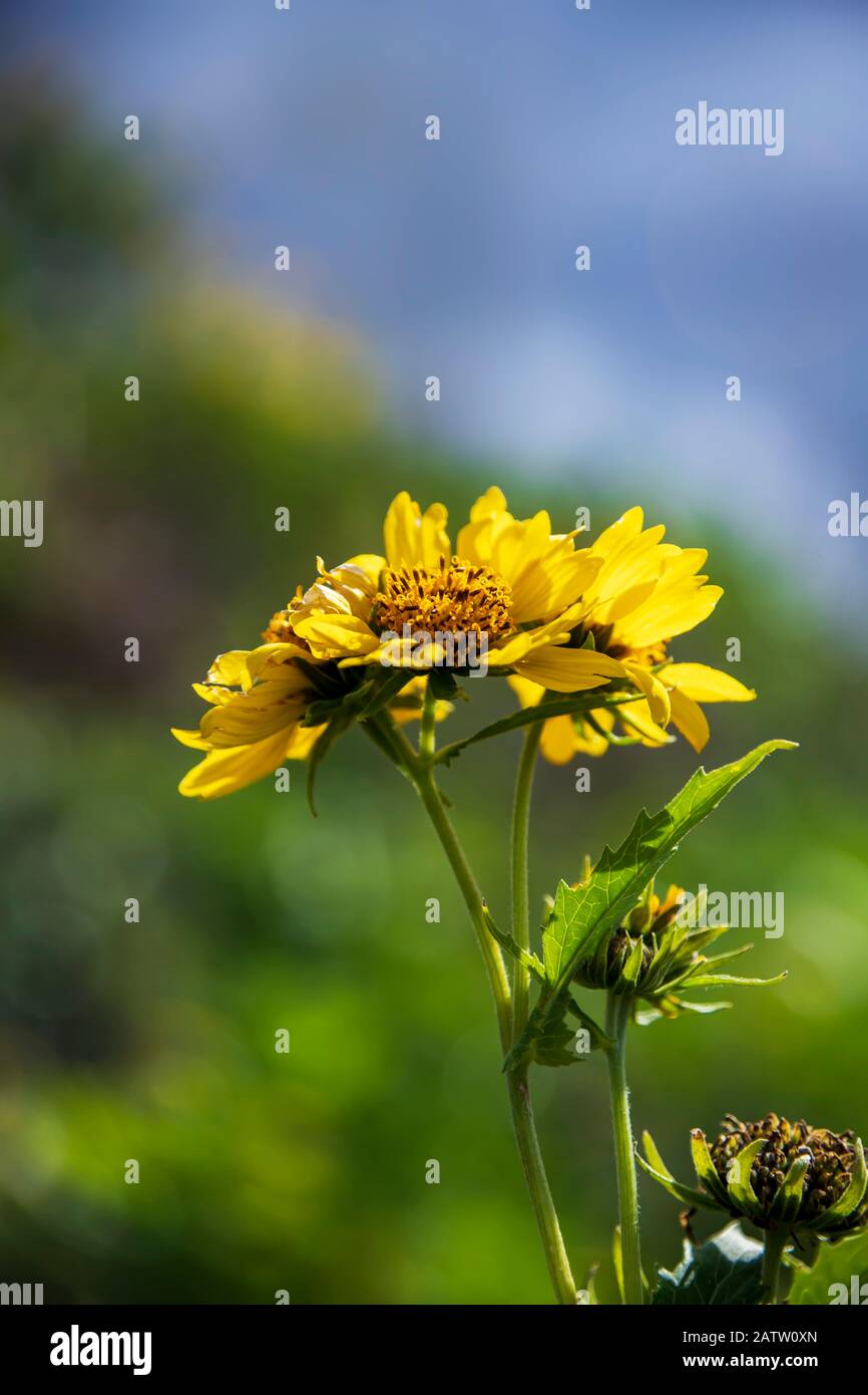 Teste e germogli di fiori di verbesina encelioides in fiore primo piano su uno sfondo sfocato Foto Stock