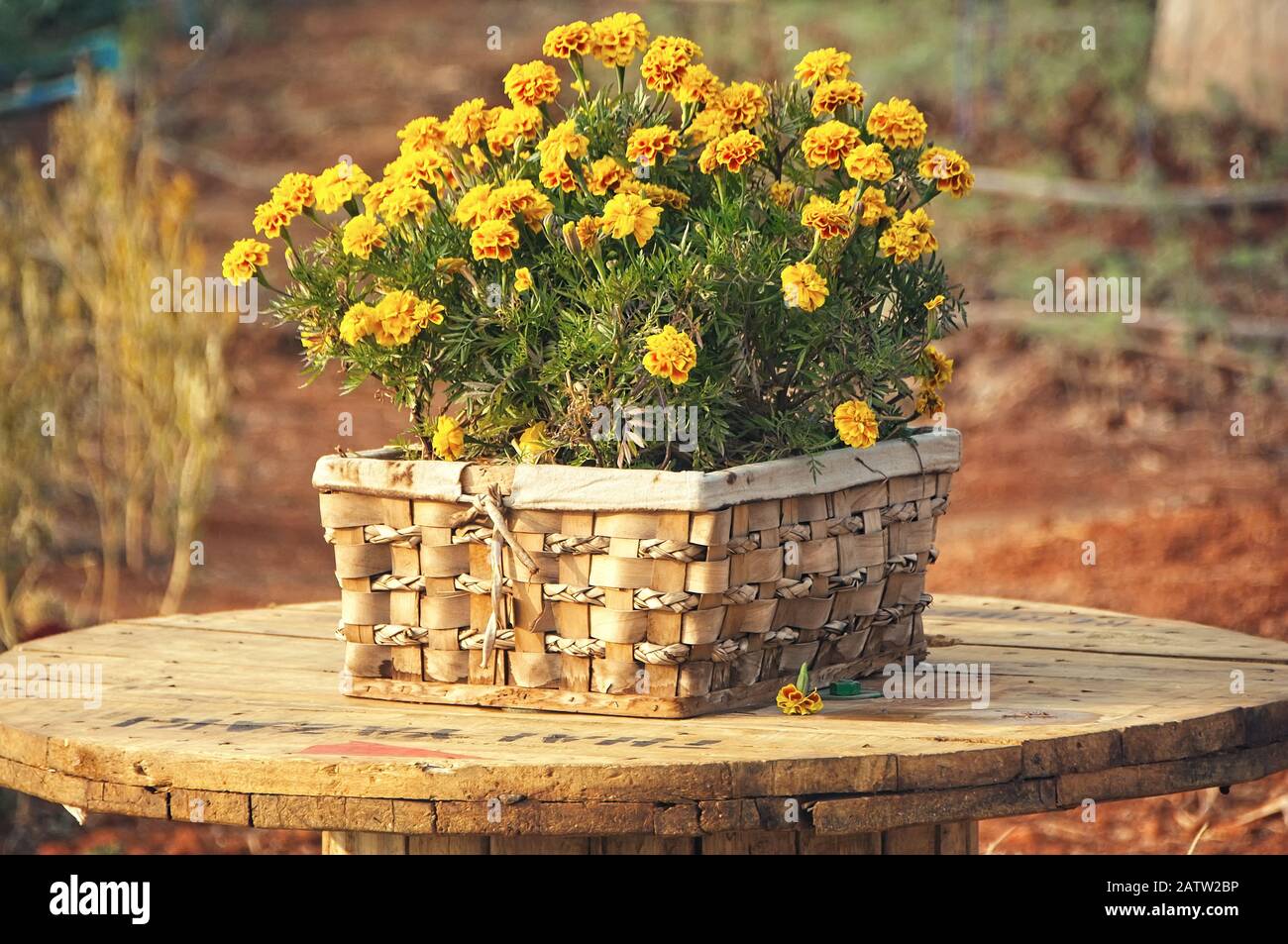 Fiore francese Marigold nel cesto, Tago Patula, arancio giallo mazzo di fiori, foglie verdi, piccolo arbusto, fuoco selettivo. Foto Stock