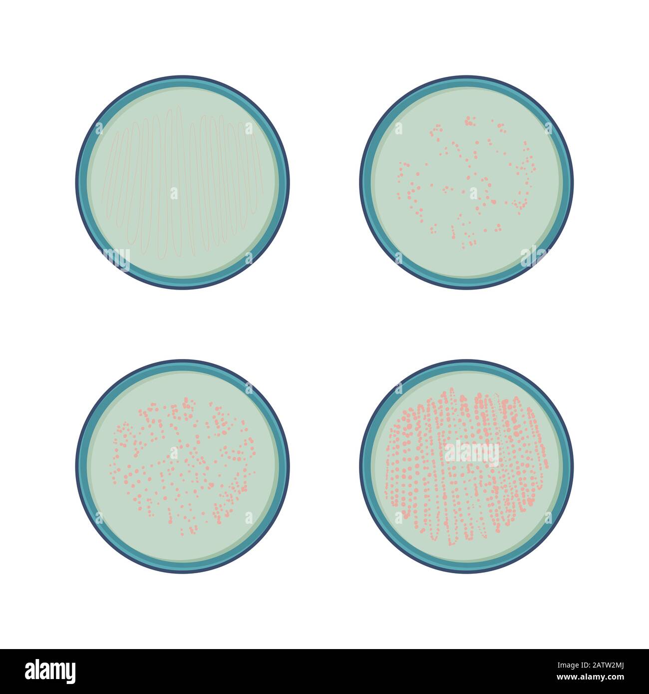 4 stadi di crescita batterica in piatto di petry, colonia di microbi, vettore Illustrazione Vettoriale