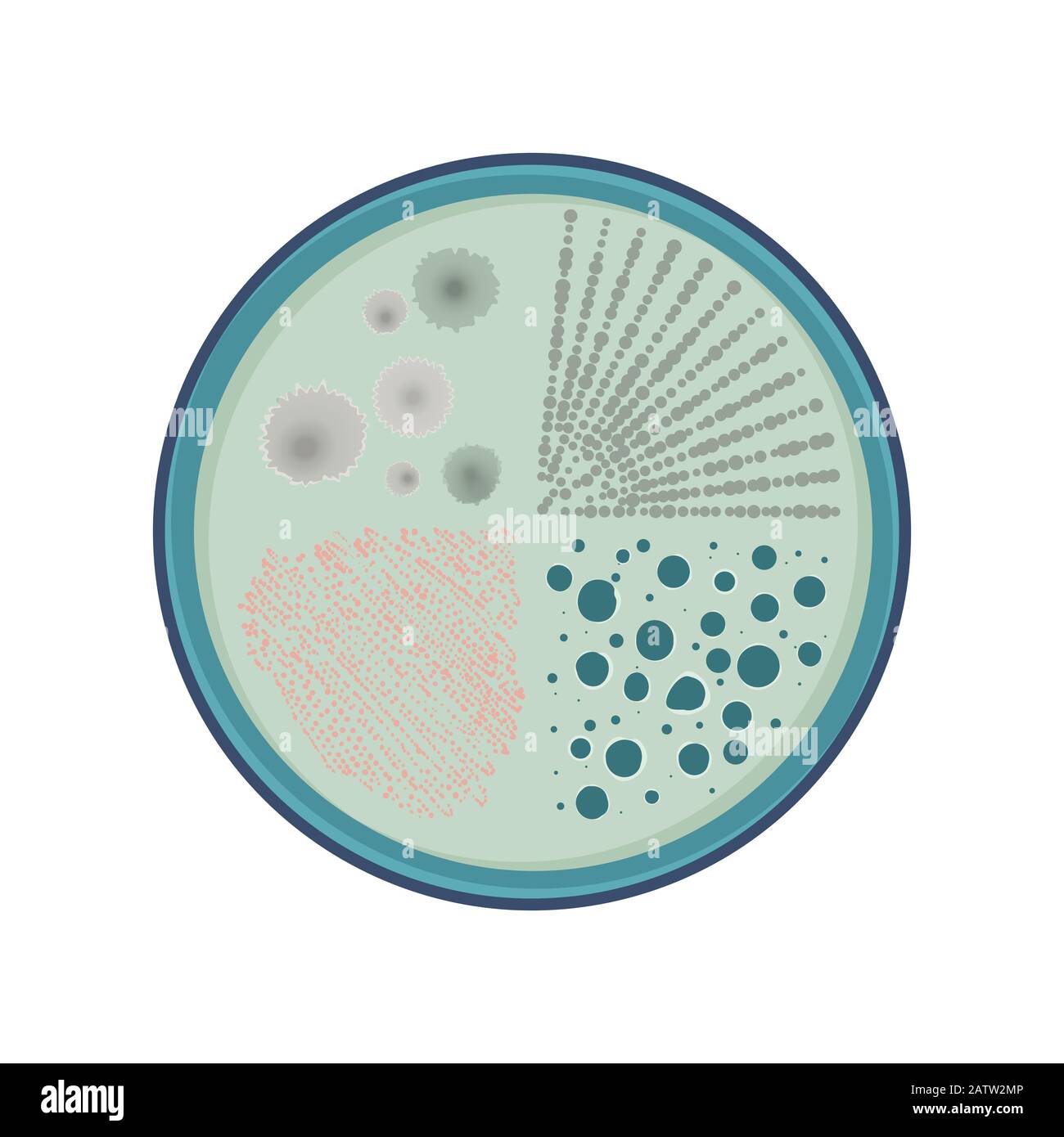 Crescita di colonie batteriche in capsule di Petri, disegno piatto vettoriale, colore verde Illustrazione Vettoriale