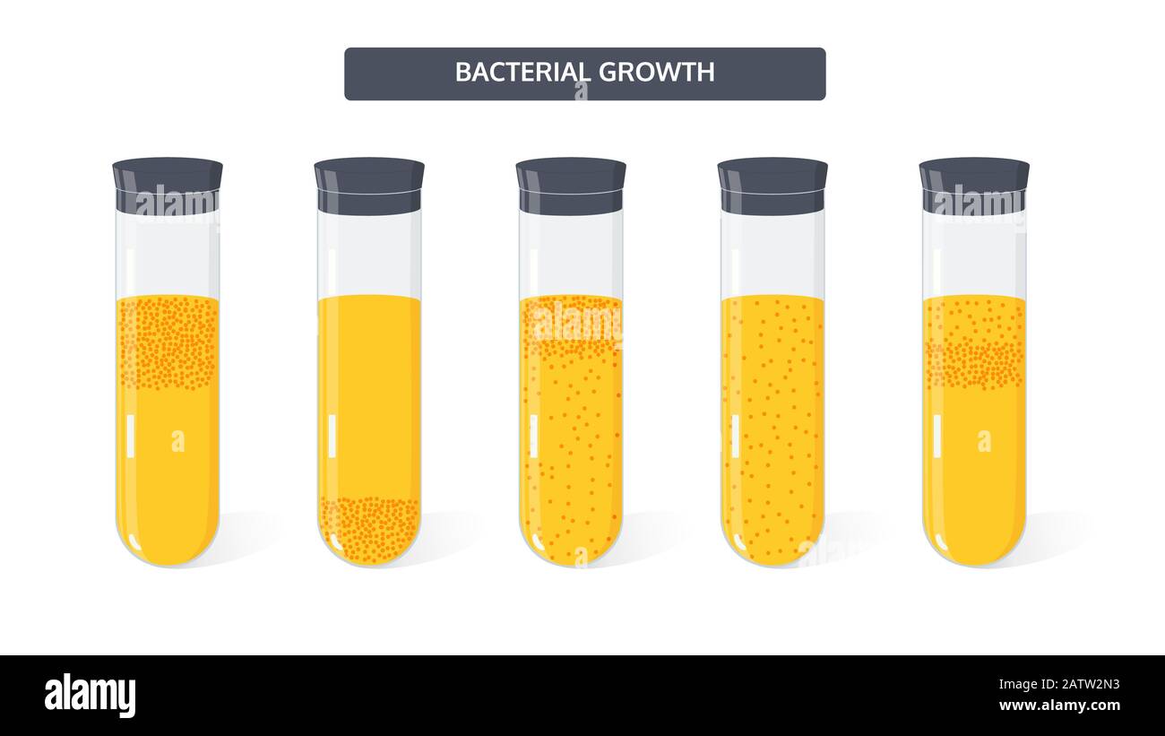 Concetto di vettore microbiologico. Crescita di colonie di batteri in provette mediche. Illustrazione Vettoriale