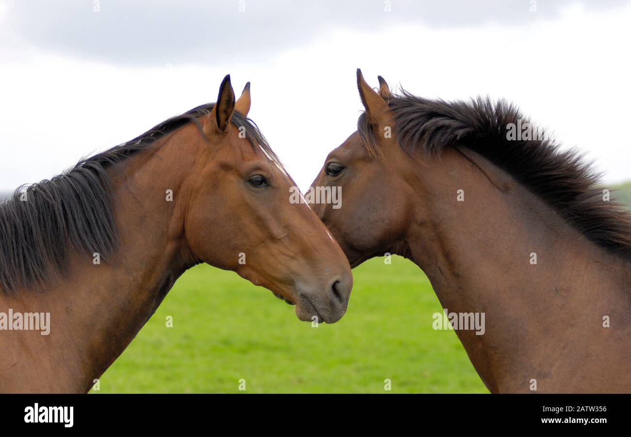 Zwei Pferde Foto Stock