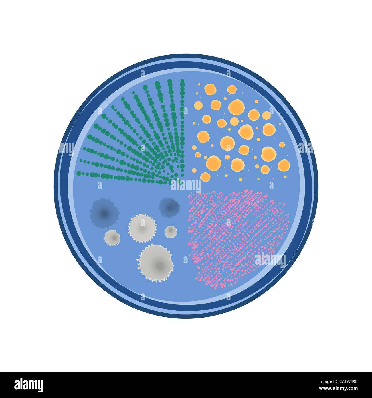 Crescita di colonie batteriche in capsule di Petri, disegno piatto vettoriale, colore blu Illustrazione Vettoriale