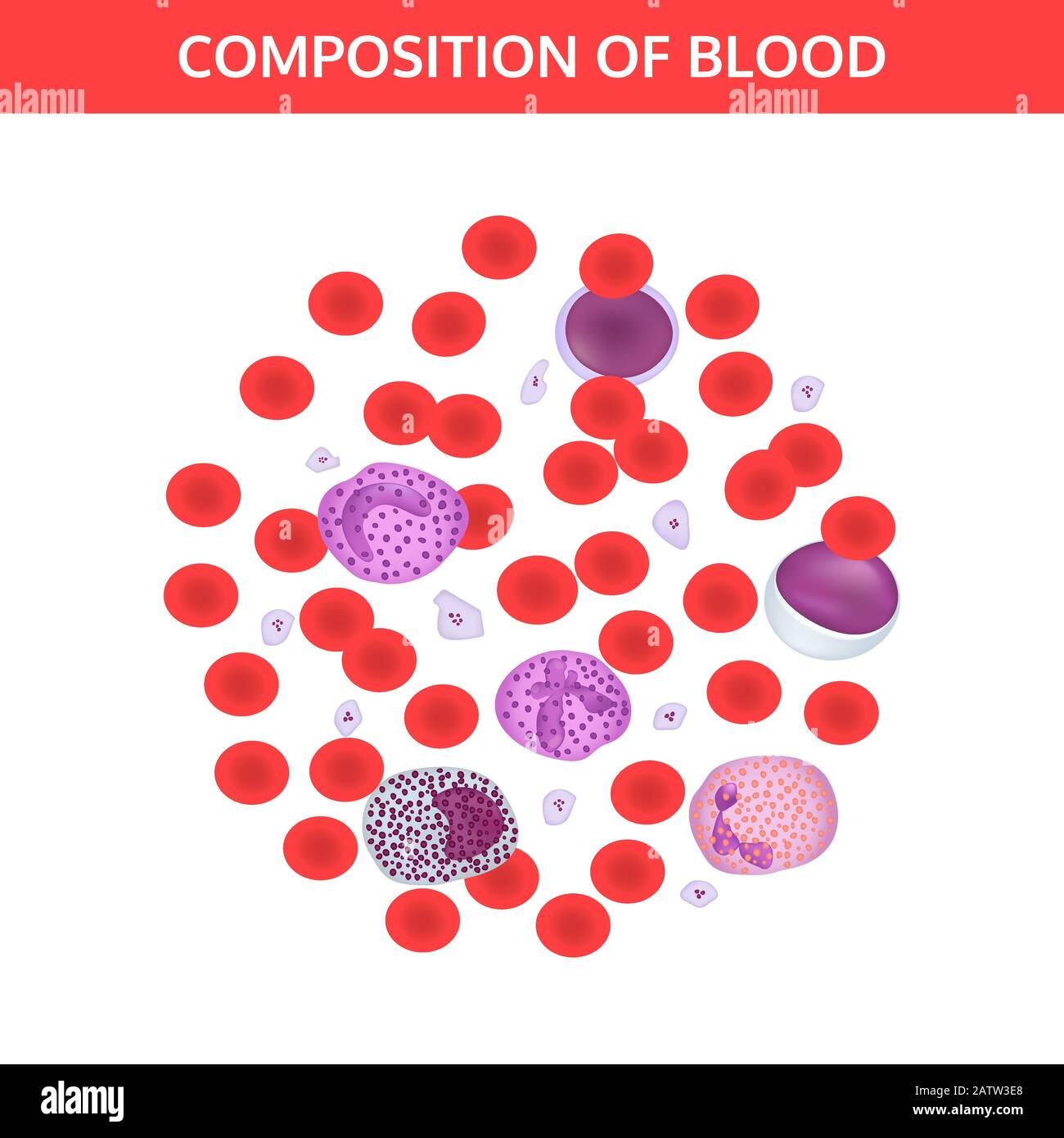 Composizione del sangue: Globuli rossi e bianchi, piastrine al microscopio.  Concetto di vettore medico su sfondo bianco Immagine e Vettoriale - Alamy