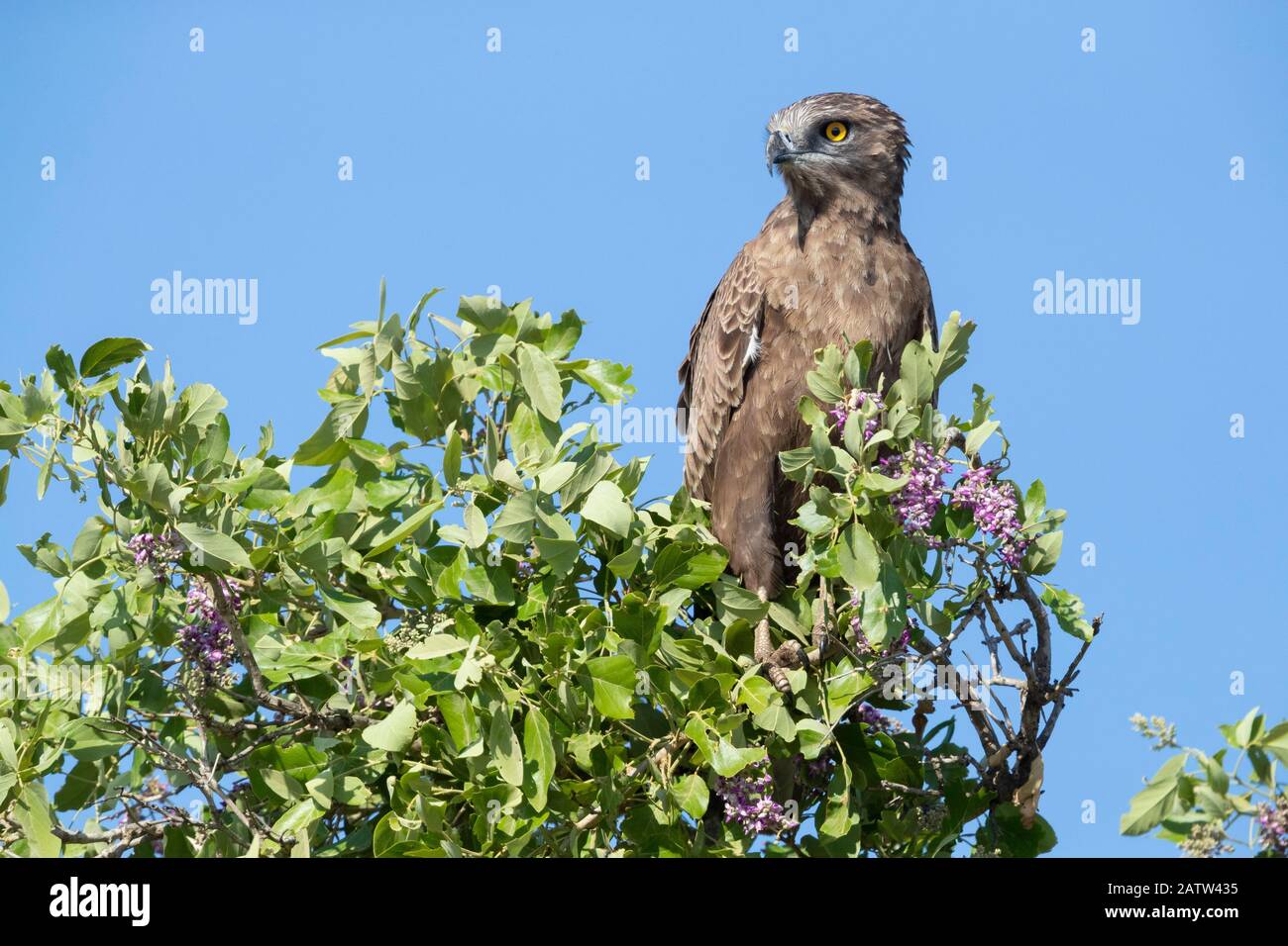 Brown Snake Eagle (Circaetus cinereus), adulto arroccato su un albero, Mpumalanga, Sud Africa Foto Stock