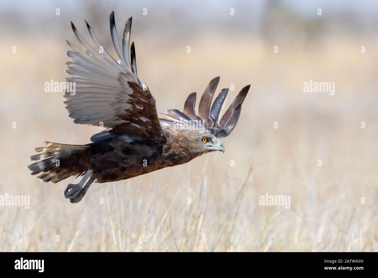 Brown Snake Eagle (Circaetus cinereus), vista laterale di un adulto in volo, Mpumalanga, Sud Africa Foto Stock
