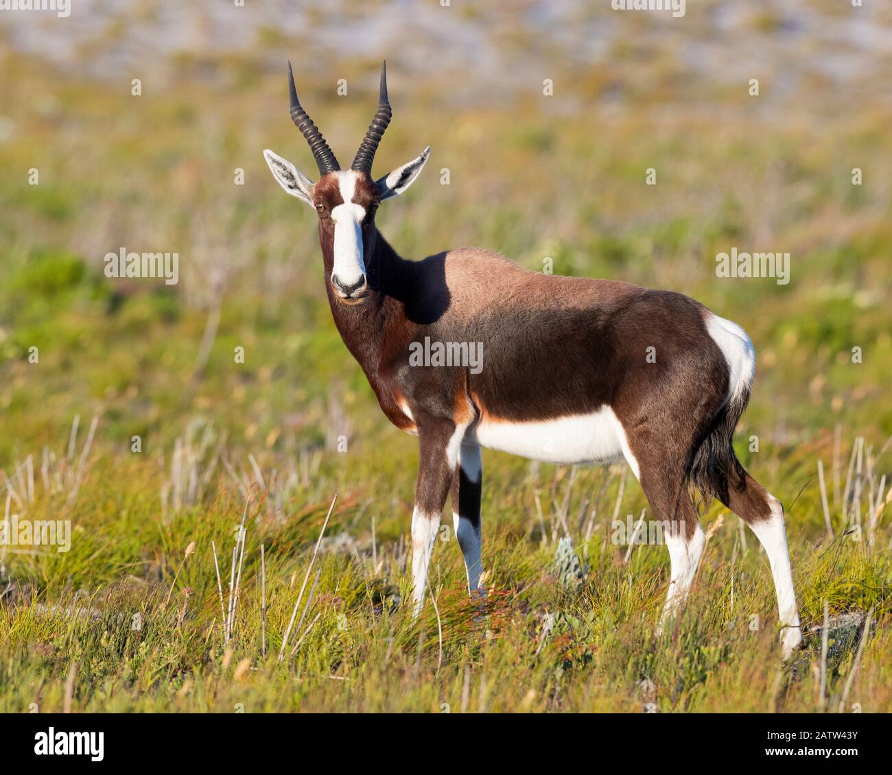 Bontebok (Damaliscus pygargus), adulto in piedi sul terreno, Western Cape, Sud Africa Foto Stock