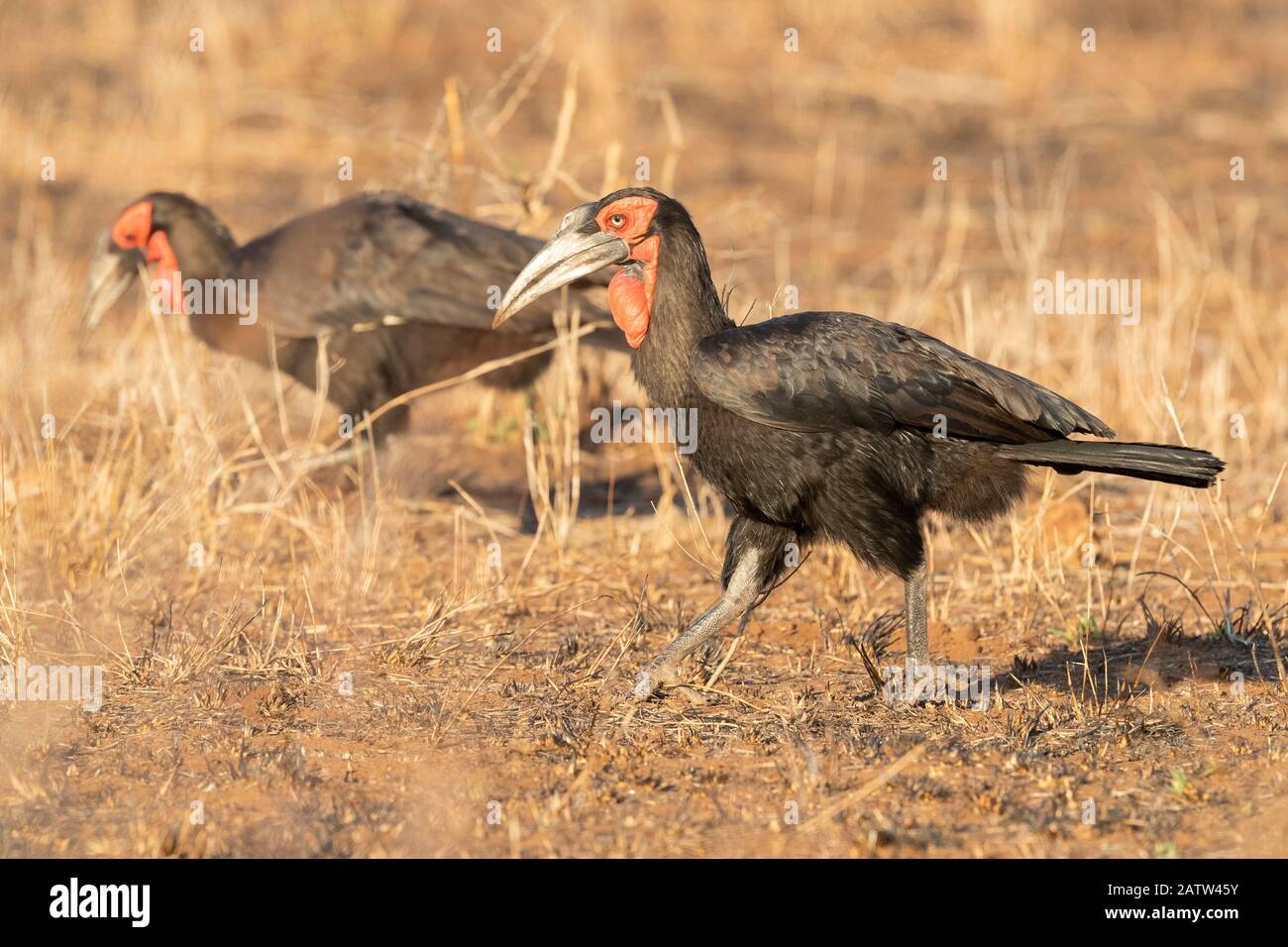 Southern Ground Hornbill (Bucorvus leadbeateri), due adulti che camminano a Savannah, Mpumalanga, Sudafrica Foto Stock