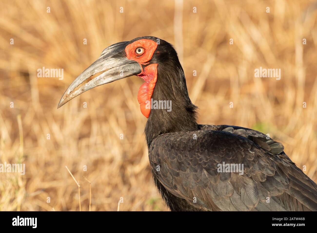Southern Ground Hornbill (Bucorvus leadbeateri), primo piano per adulti, Mpumalanga, Sudafrica Foto Stock