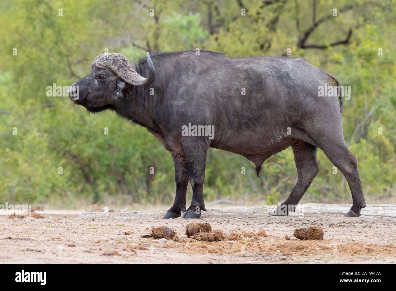 Afro Buffalo (Syncerus caffer), vista laterale di un maschio adulto in piedi sul terreno, Mpumalanga. Sudafrica Foto Stock