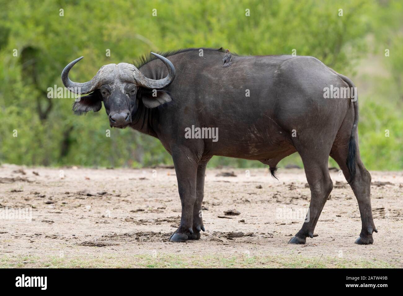 Afro Buffalo (Syncerus caffer), vista laterale di un maschio adulto in piedi sul gorund, Mpumalanga. Sudafrica Foto Stock