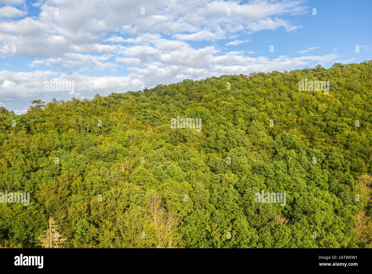 Verde collina boscosa con foresta decidua in Germania Foto Stock