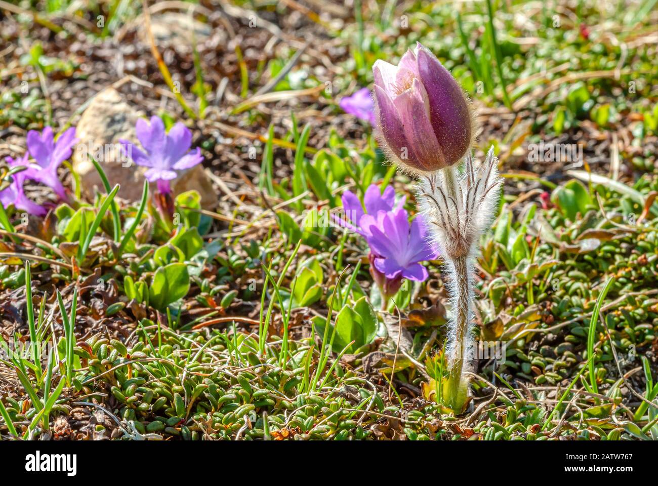 Prato alpino con fiori di primula di Clusius (Primula Clusiana) e Pulsatilla Vernalis Primavera Pasque fiori selvatici, Alpi svizzere, Engadina, Svizzera Foto Stock