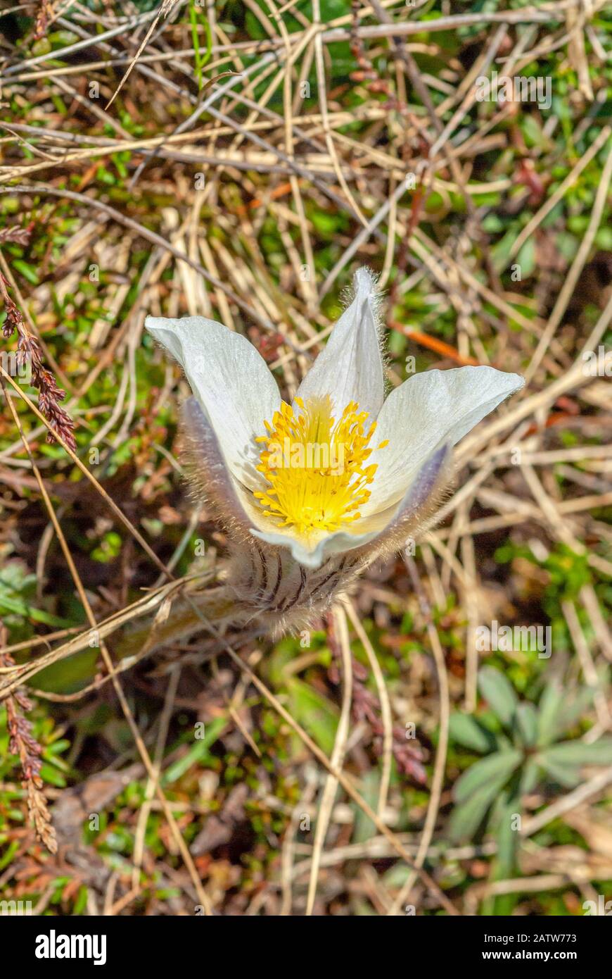 Pulsatilla Vernalis Closeup, fiore Pasque primaverile delle Alpi svizzere, Svizzera Foto Stock