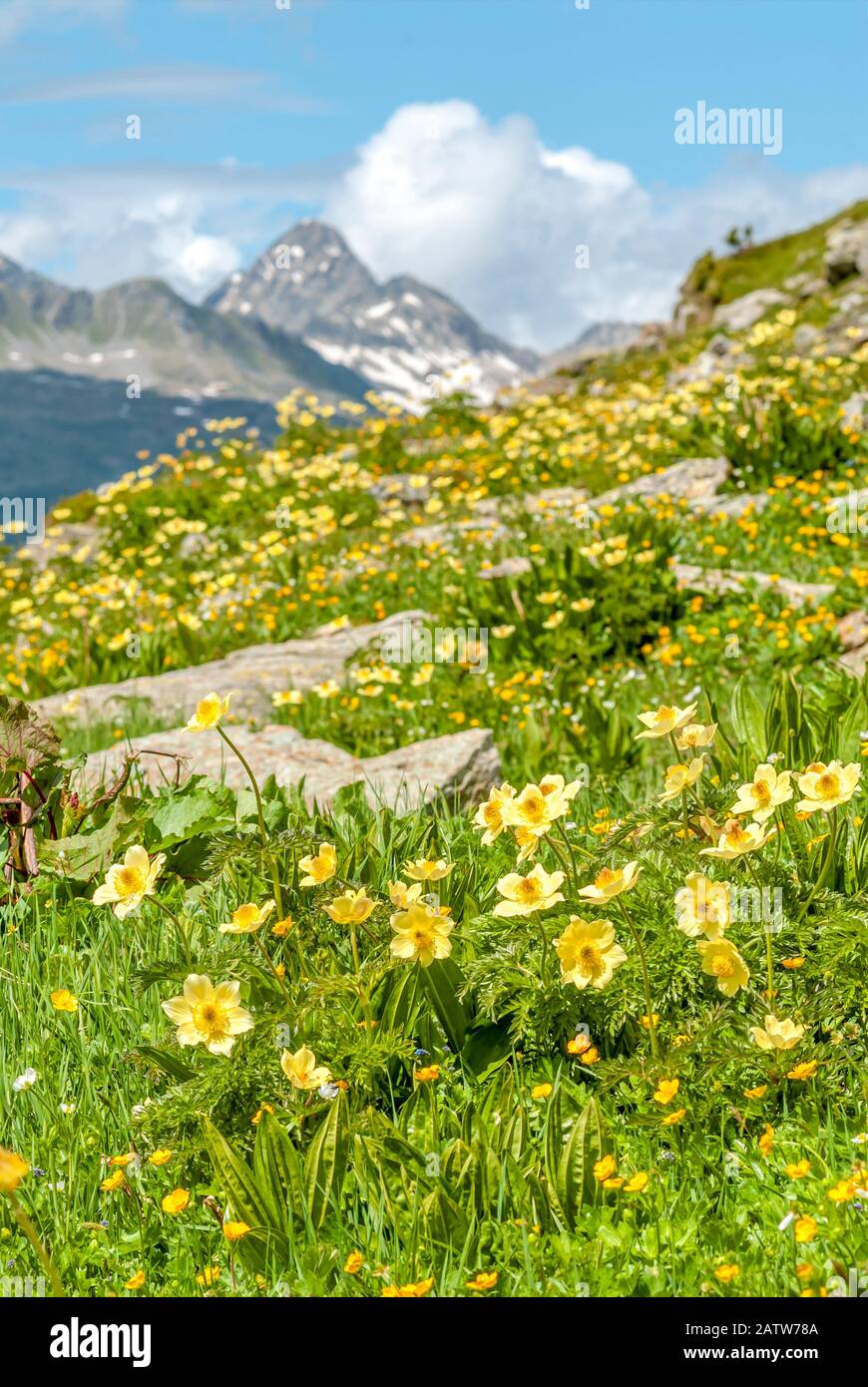 Prato alpino con radice gialla di chiodi di garofano fiori selvatici nelle Alpi svizzere, alta Engadina, Grigioni, Svizzera Foto Stock