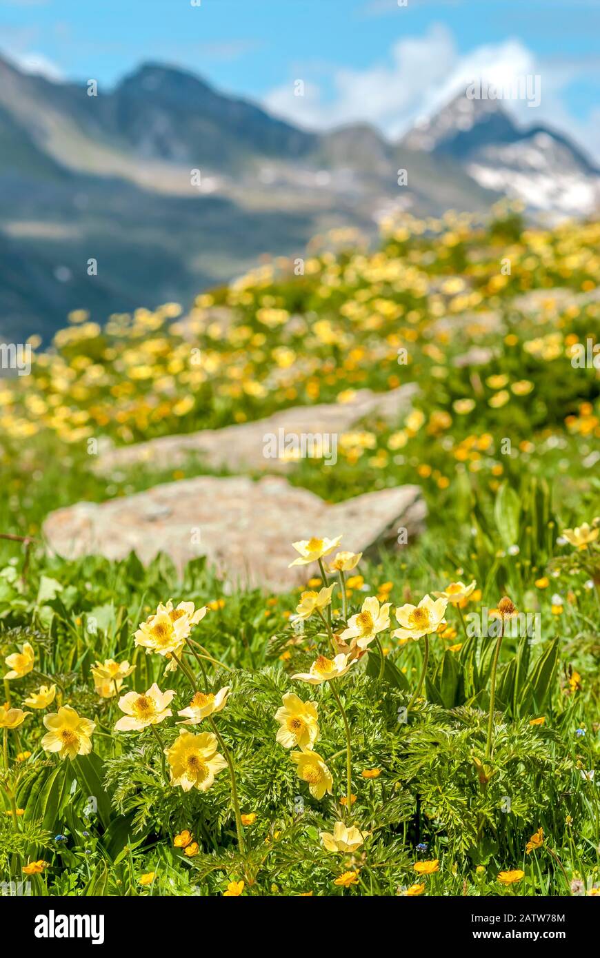 Prato alpino con radice gialla di chiodi di garofano fiori selvatici nelle Alpi svizzere, alta Engadina, Grigioni, Svizzera Foto Stock