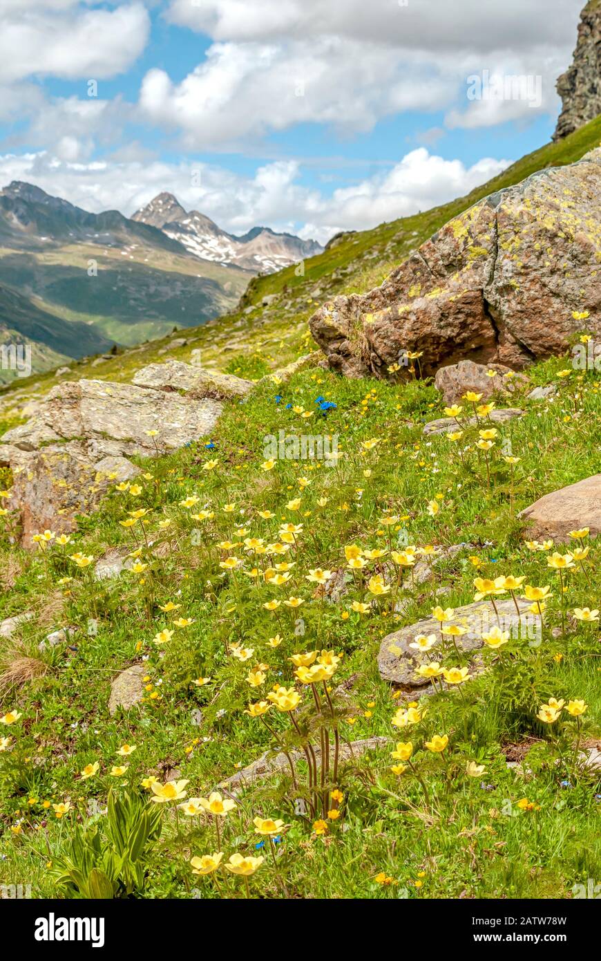 Prato alpino con radice gialla di chiodi di garofano fiori selvatici nelle Alpi svizzere, alta Engadina, Grigioni, Svizzera Foto Stock