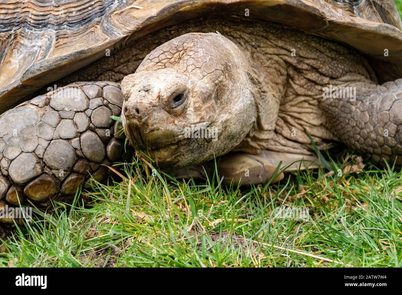 Primo piano Ritratto di un Gigante africano Spur-coscia Tartaruga (Centrochelys sulcata) Alimentazione su erba n. 2. Foto Stock