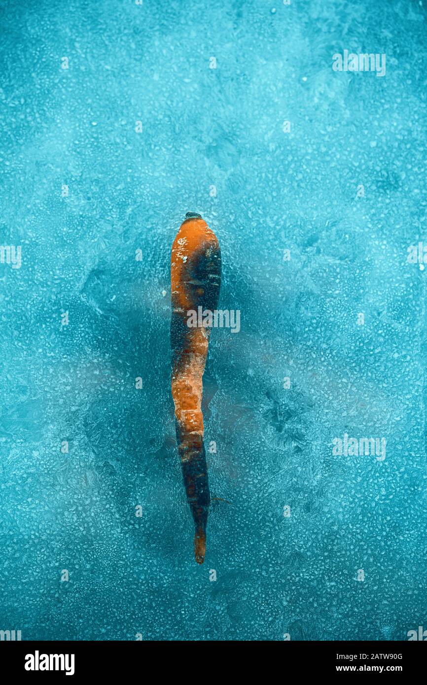 Rotten arancione e carota nera siting su ghiaccio blu freddo. Foto Stock