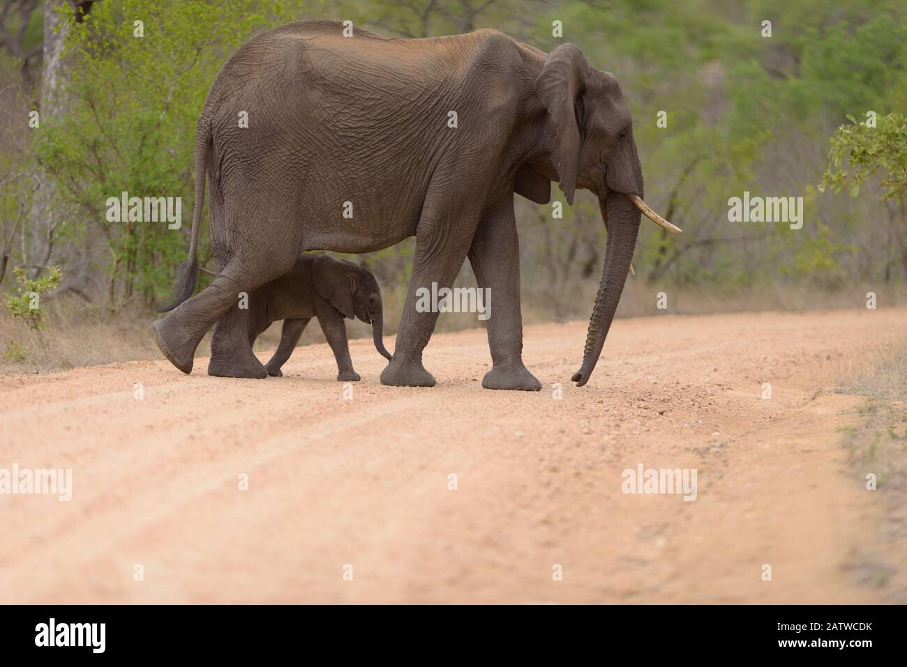 Elefante vitello, bambino elefante nella natura selvaggia africana Foto Stock