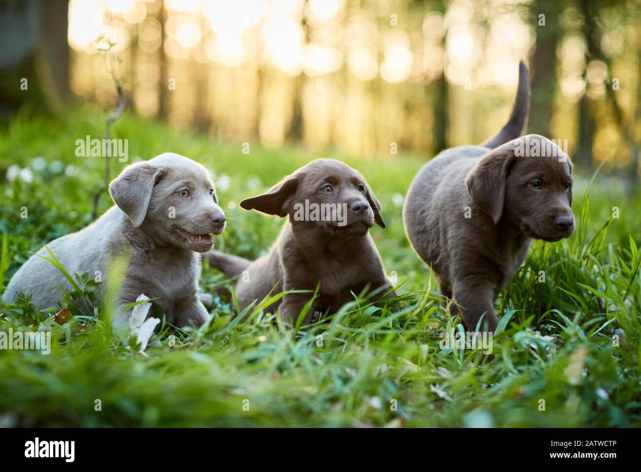 Labrador Retriever. Tre cuccioli in una foresta in primavera. Germania Foto Stock